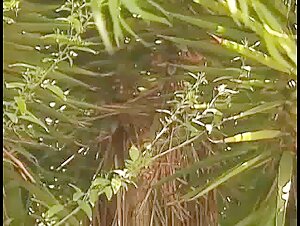 David Maldonado - Hollywood Hunks Naked Hideaway